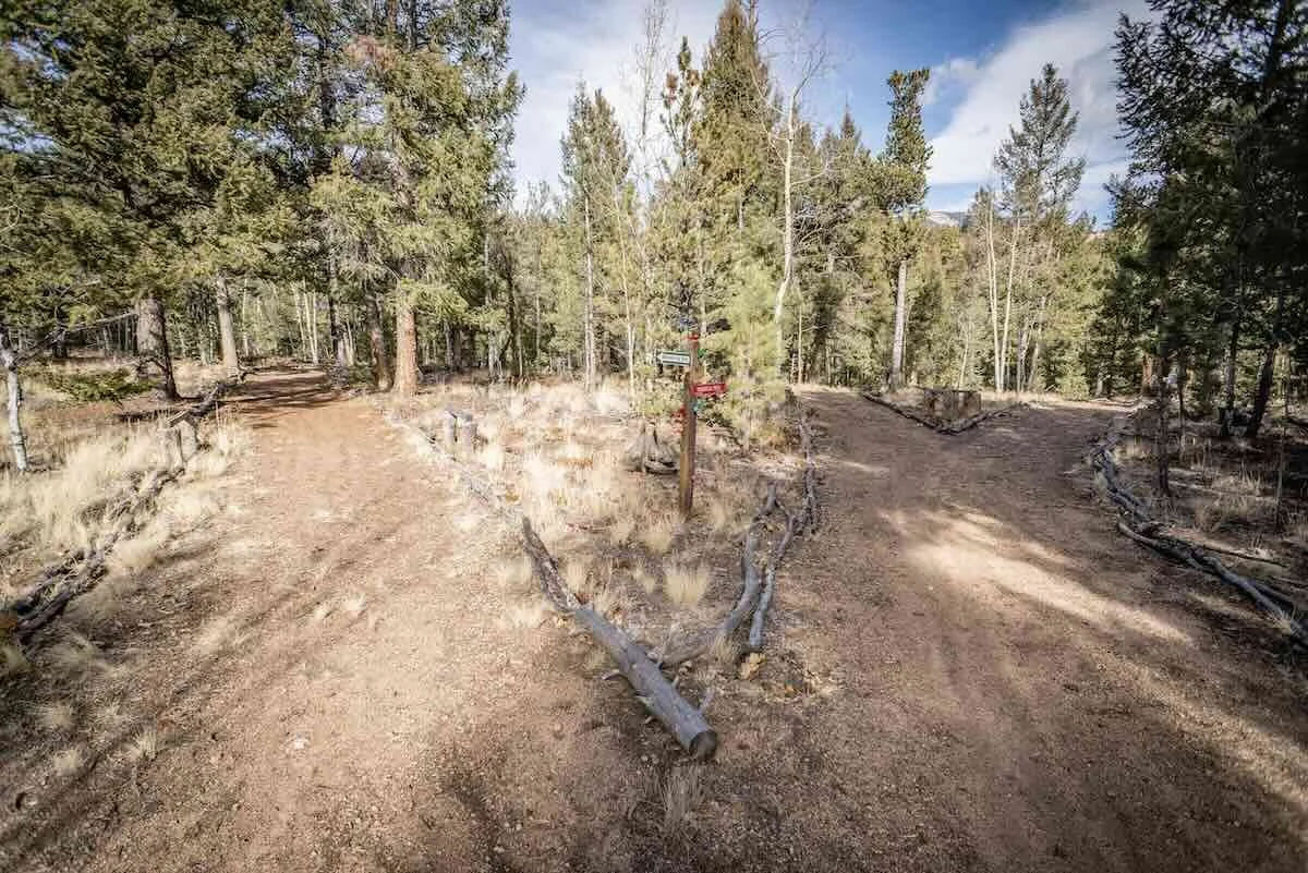 Forest trail splitting in two with a trail sign at the junction