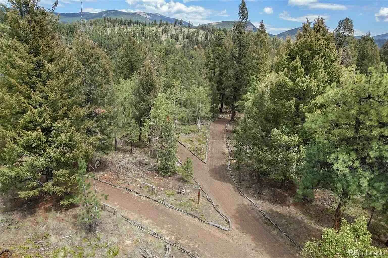 Dirt trail winding through tall pines with mountains behind